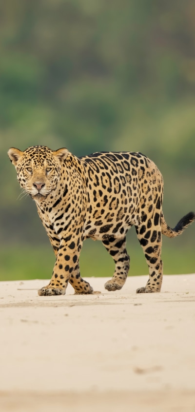 Animal Jaguar, 1440x3040