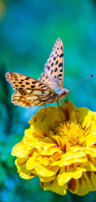 Animal Butterfly, Flower, Yellow Flower, Macro, Nature, 1440x3040