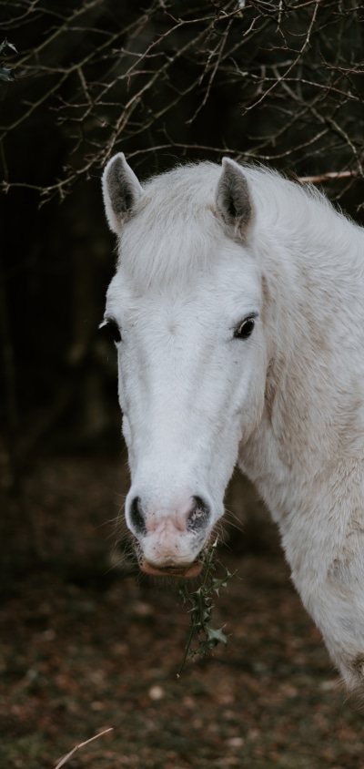 Animal Horse, 1440x3040
