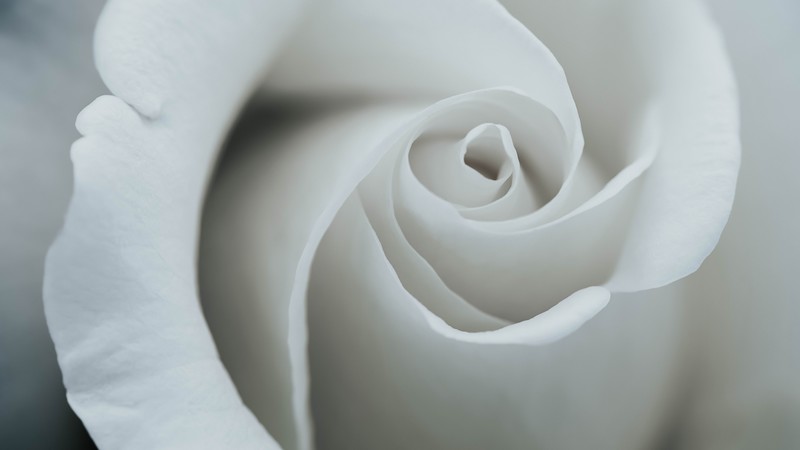 flower, rose, 4K