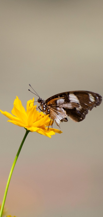 Animal Butterfly, 1440x3040