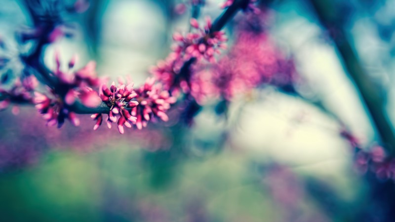 Branch, 4k, blossom, spring