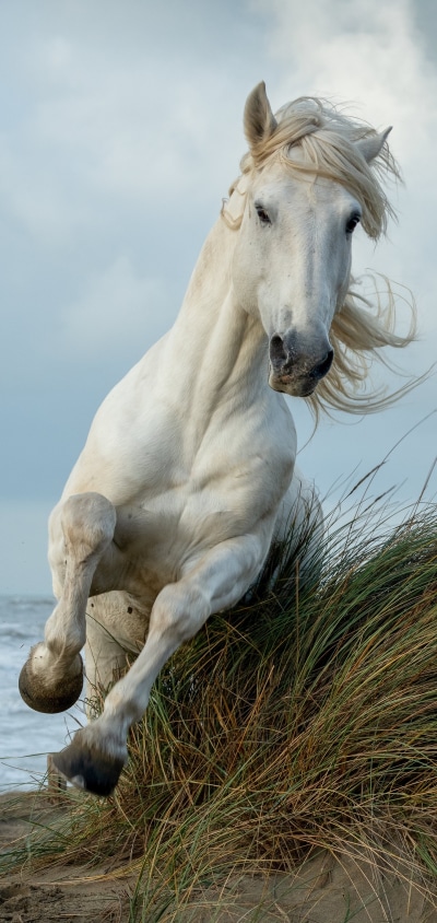 Animal Horse, 1440x3040