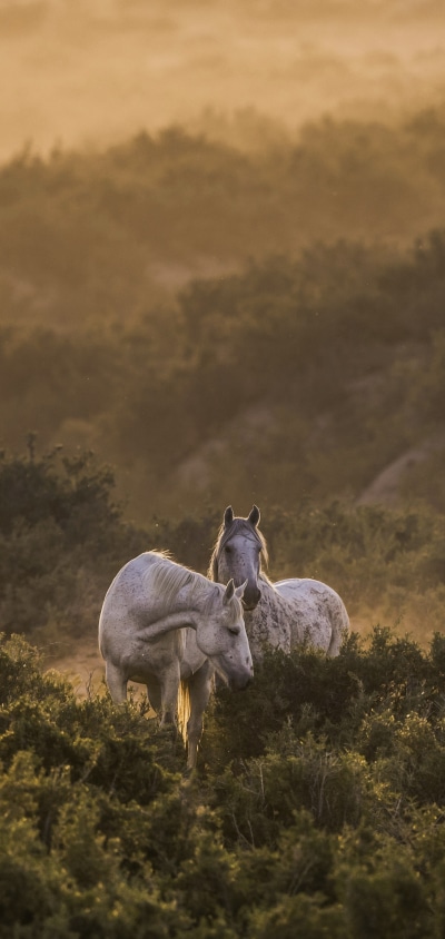 Animal Horse, 1440x3040