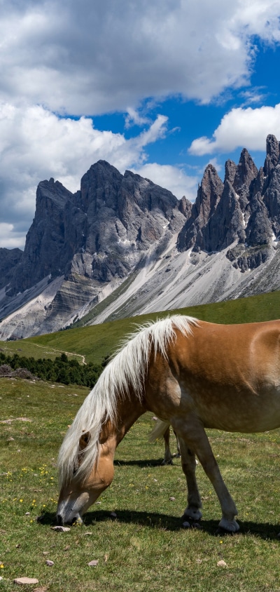 Animal Horse, Cloud, Mountain, 1440x3040
