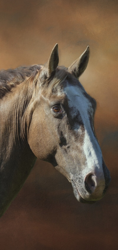 Animal Horse, 1440x3040