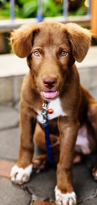 Animal Labrador Retriever, Puppy, Dog, Baby Animal, 1440x3040