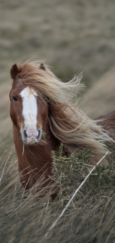 Animal Horse, 1440x3040