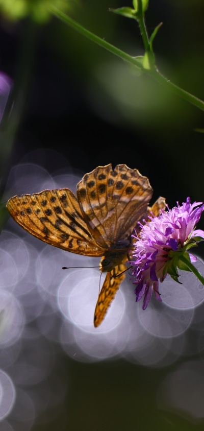 Animal Butterfly, Flower, Macro, Insect, 1440x3040