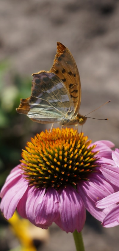 Animal Butterfly, Flower, Macro, Insect, Echinacea, 1440x3040