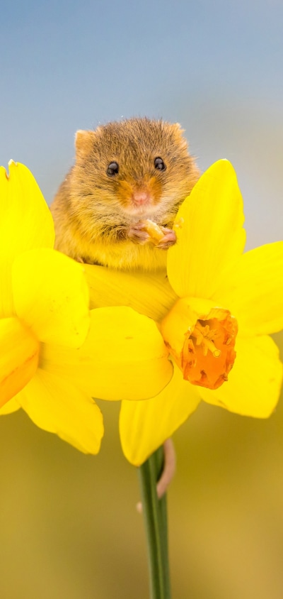 Animal Mouse, Daffodil, Rodent, Yellow Flower, 1440x3040