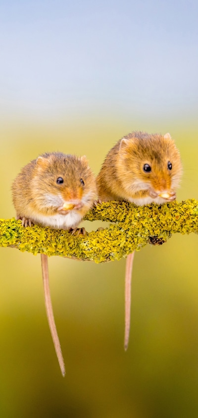 Animal Mouse, 1440x3040