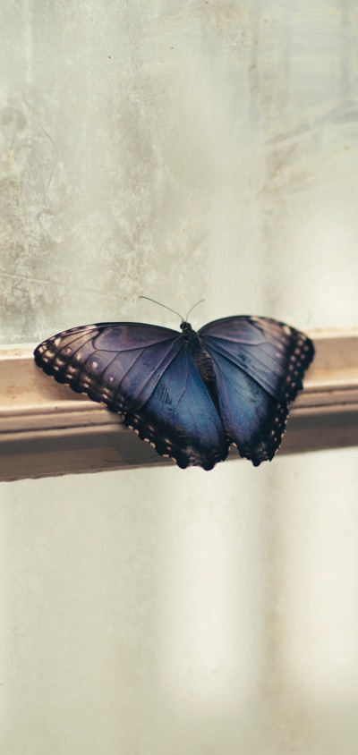 Animal Butterfly, 1440x3040