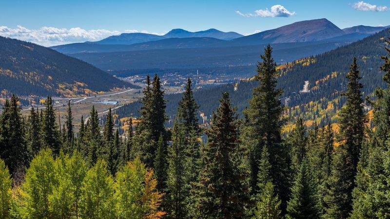forest, mountains, trees, spruce, 4k