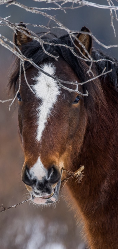 Animal Horse, Stare, 1440x3040