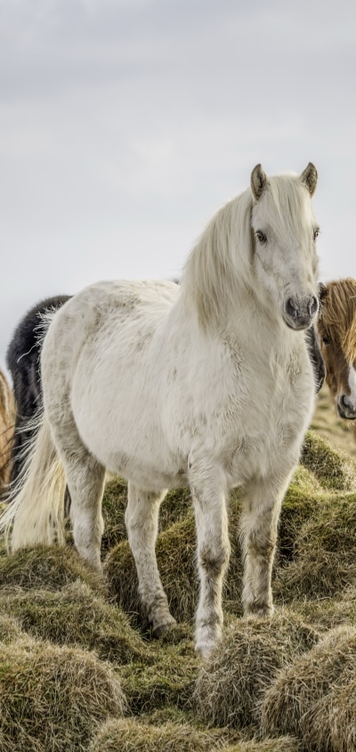 Animal Horse, 1440x3040