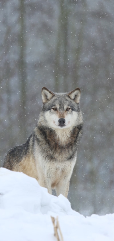 Animal Wolf, Stare, Snow, Winter, 1440x3040