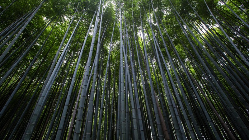Forest, 4k, trees, green, bamboo