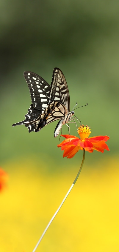 Animal Butterfly, Insect, Summer, Blur, Flower, 1440x3040