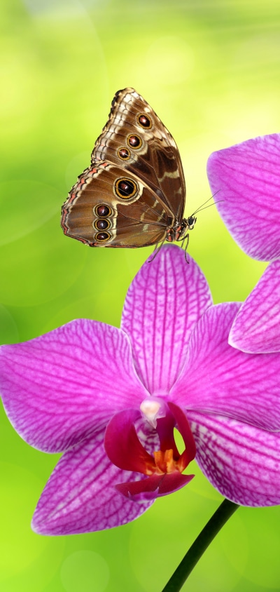 Animal Butterfly, Flower, Pink Flower, Orchid, 1440x3040