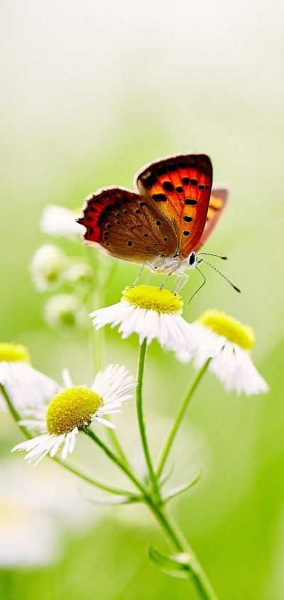 Animal Butterfly, White Flower, Macro, Insect, Flower, 1440x3040
