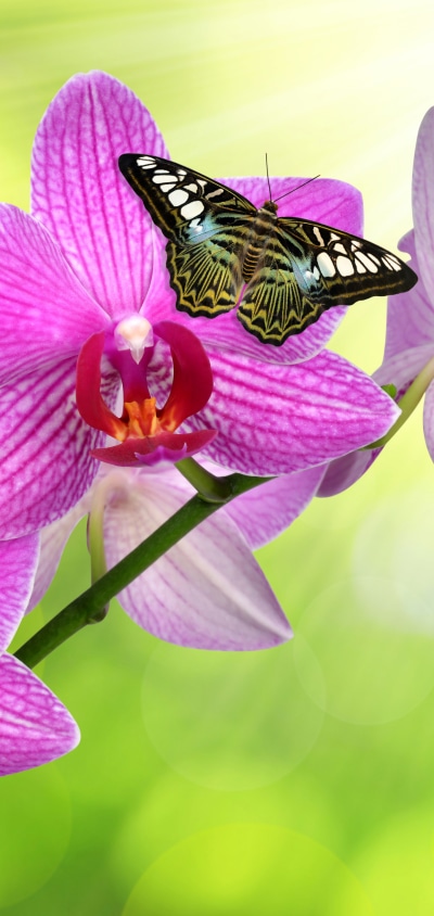 Animal Butterfly, Flower, Orchid, Pink Flower, 1440x3040