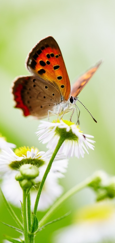 Animal Butterfly, Flower, White Flower, Macro, Insect, 1440x3040