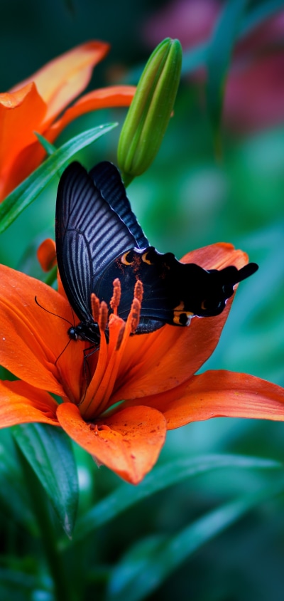 Animal Butterfly, Lily, Insect, Flower, Macro, Orange Flower, 1440x3040