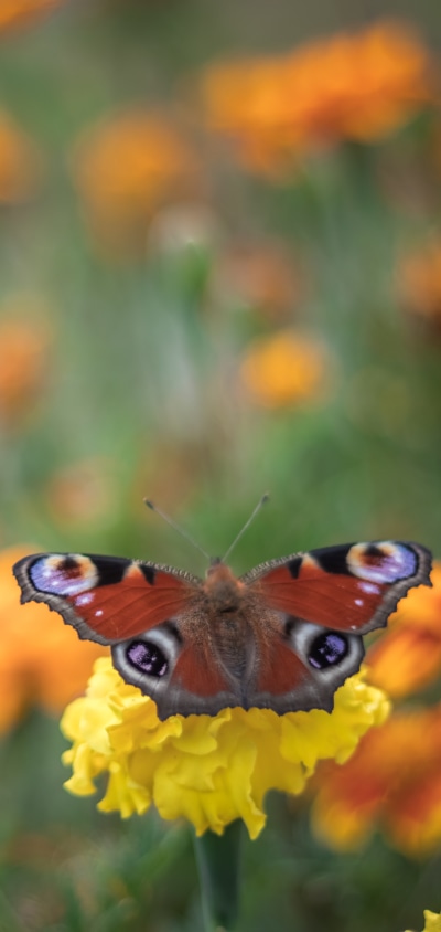 Animal Butterfly, 1440x3040