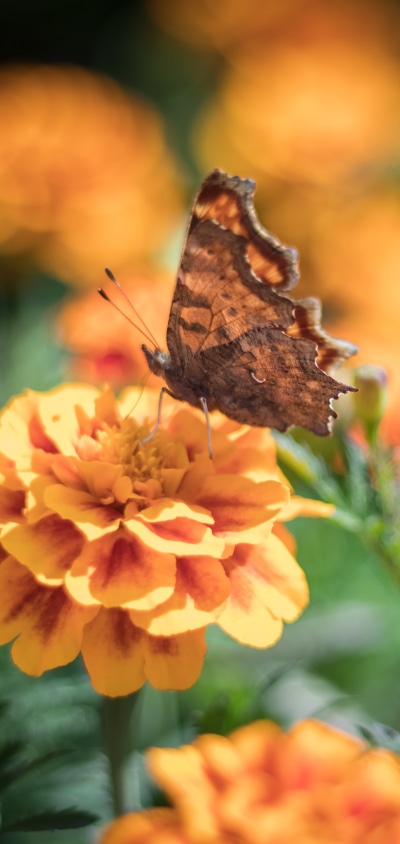 Animal Butterfly, Marigold, Orange Flower, 1440x3040