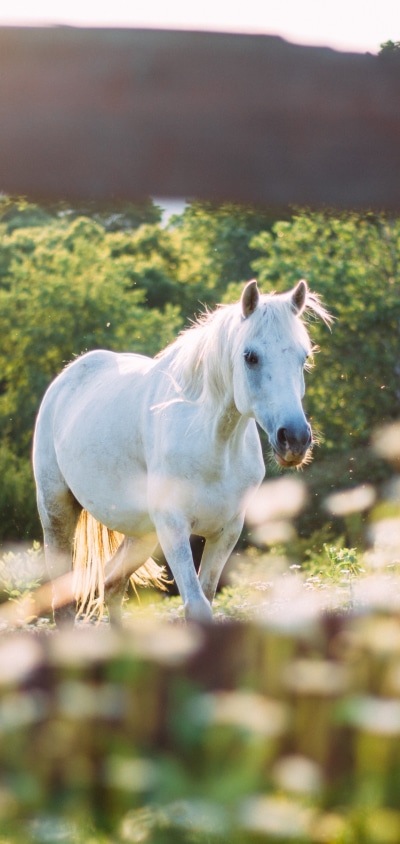 Animal Horse, 1440x3040