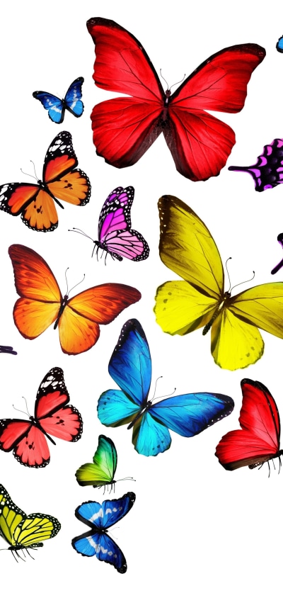 Artistic Butterfly, Colorful, Colors, 1440x3040