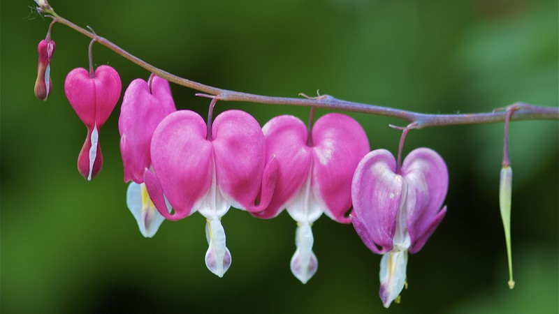 bleeding hearts, flowers, 4k