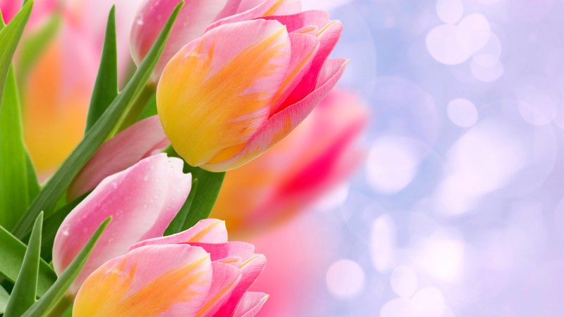 flowers, tulips, 4k