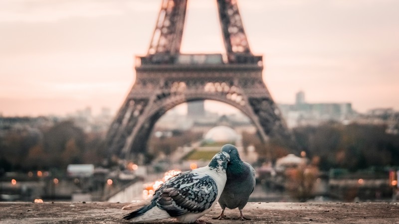 love image, doves, 4k, paris