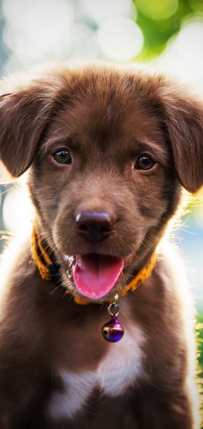 Animal Labrador Retriever, Bokeh, Dog, Puppy, Baby Animal, 1440x3040
