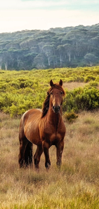 Animal Horse, 1440x3040