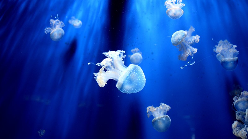 jellyfish, underwater, 4K