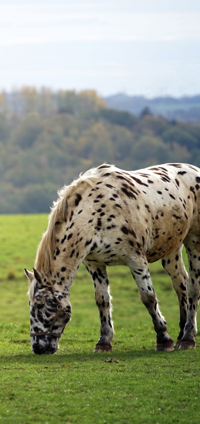 Animal Horse, 1440x3040