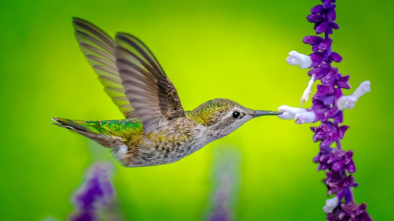 Hummingbird, bird, flower, 4K