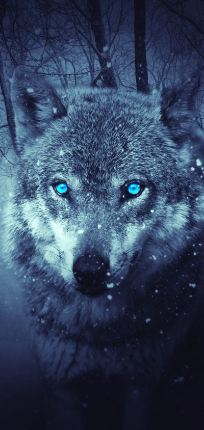 Fantasy Wolf, Snowfall, Blue Eyes, 1440x3040