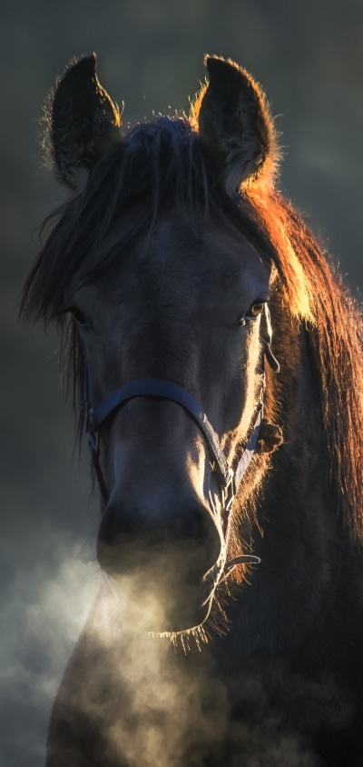 Animal Horse, 1440x3040