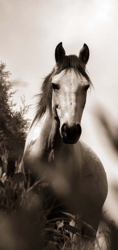 Animal Horse, Monochrome, Black and White, 1440x3040
