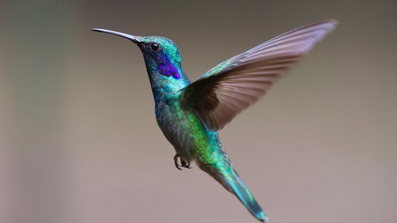 humming, bird, HD