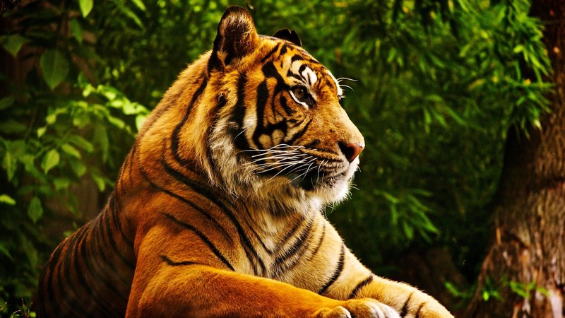 tiger, cute animals, 4k