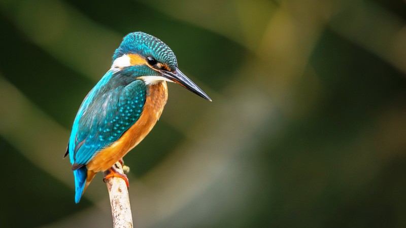 kingfisher, bird, 4k