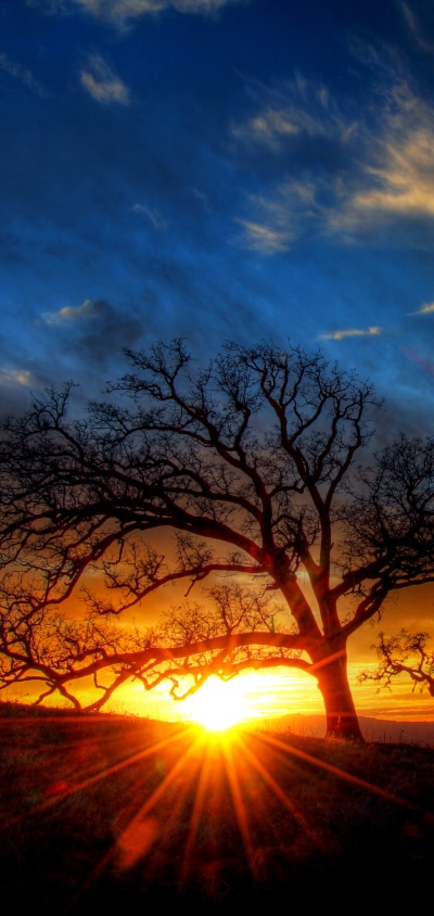 Earth Sunset, Nature, Sunbeam, Tree, 1440x3040