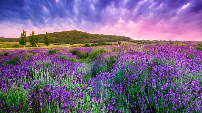 lavender, field, sky, mountain, Provence, France, Europe, 4k