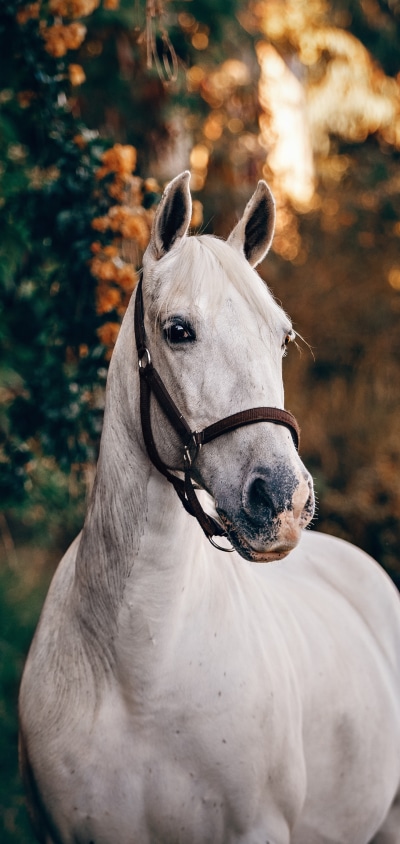Animal Horse, 1440x3040
