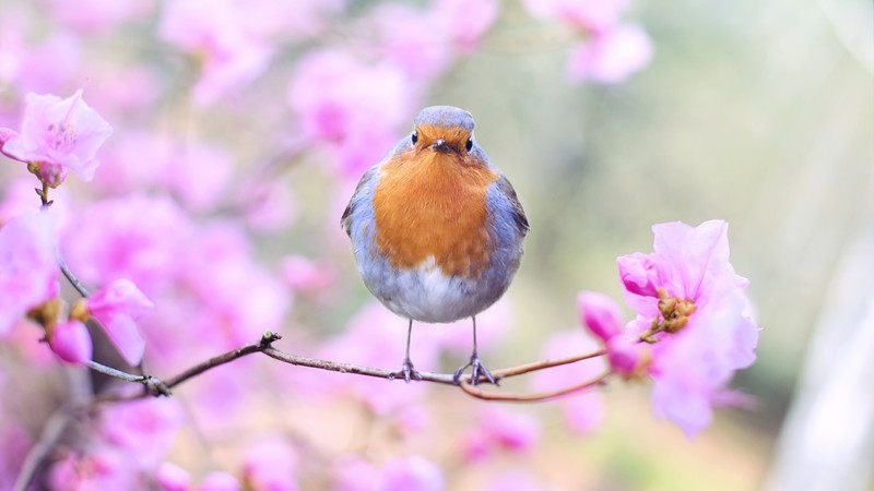 bird, spring, 4K